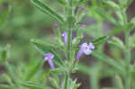 Drummond's false pennyroyal